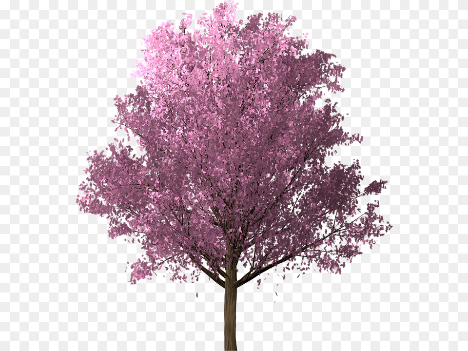 Cherry Blossom, Flower, Plant, Cherry Blossom Png