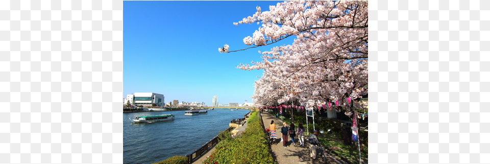Cherry Blossom, Waterfront, Water, Flower, Nature Free Transparent Png