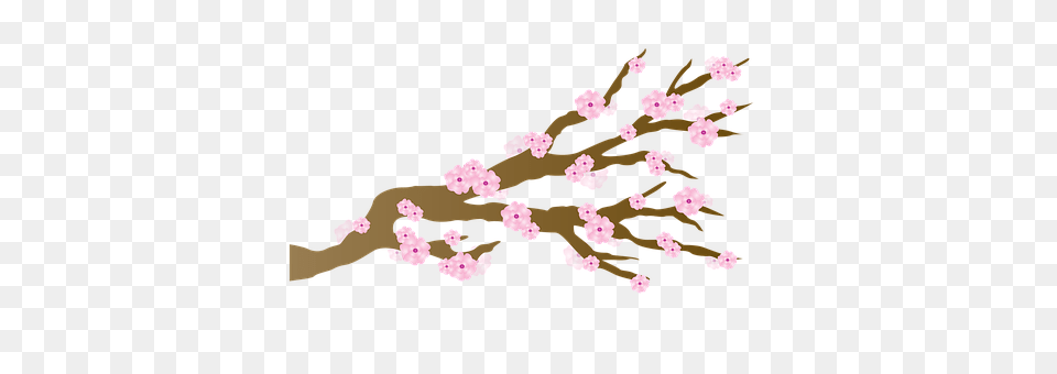 Cherry Blossom Flower, Plant, Cherry Blossom Free Png Download