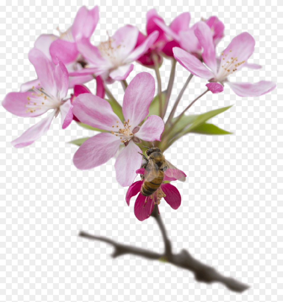 Cherry Blossom Free Png Download