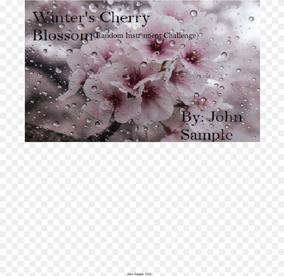 Cherry Blossom, Flower, Plant, Cherry Blossom, Petal Free Transparent Png