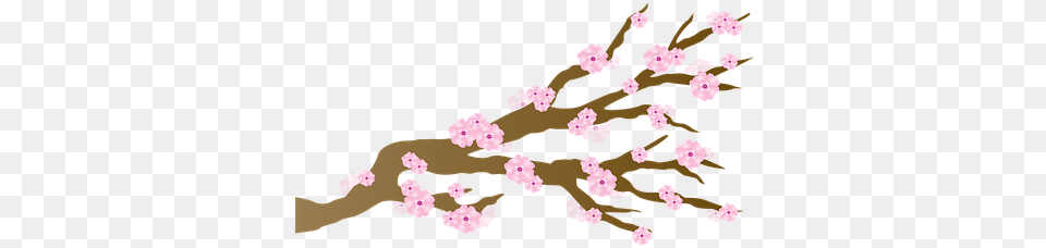 Cherry Blossom Blossoms Japanese Branch Ch Cherry Blossom, Flower, Plant, Cherry Blossom, Person Free Transparent Png