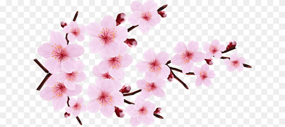 Cherry Blossom Border Cherry Blossom Transparent, Flower, Plant, Cherry Blossom Png Image