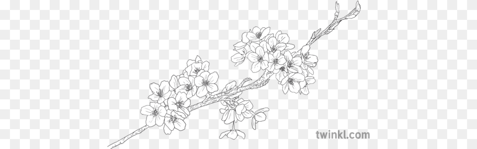 Cherry Blossom Branch Object Plant Flower Hanami Sakura Cherry Blossom Black And White, Art, Cherry Blossom, Petal, Drawing Free Transparent Png