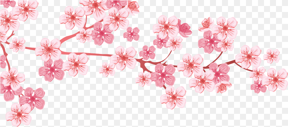 Cherry Blossom Branch Tree Almond, Flower, Plant, Cherry Blossom, Geranium Png Image