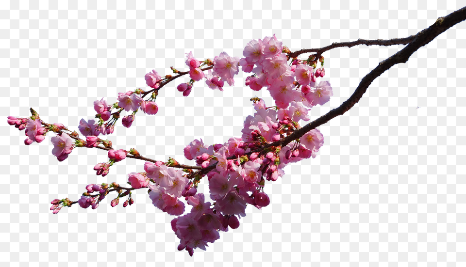 Cherry Blossom Branches Stock, Flower, Petal, Plant, Cherry Blossom Png Image