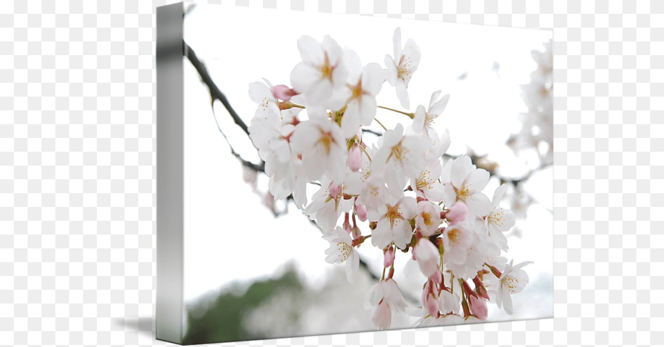 Cherry Blossom By Jarvis Chau Cherry Blossom, Flower, Plant, Cherry Blossom, Petal Png