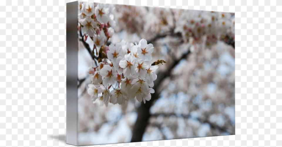 Cherry Blossom Cherry Blossom, Flower, Plant, Cherry Blossom, Petal Free Transparent Png