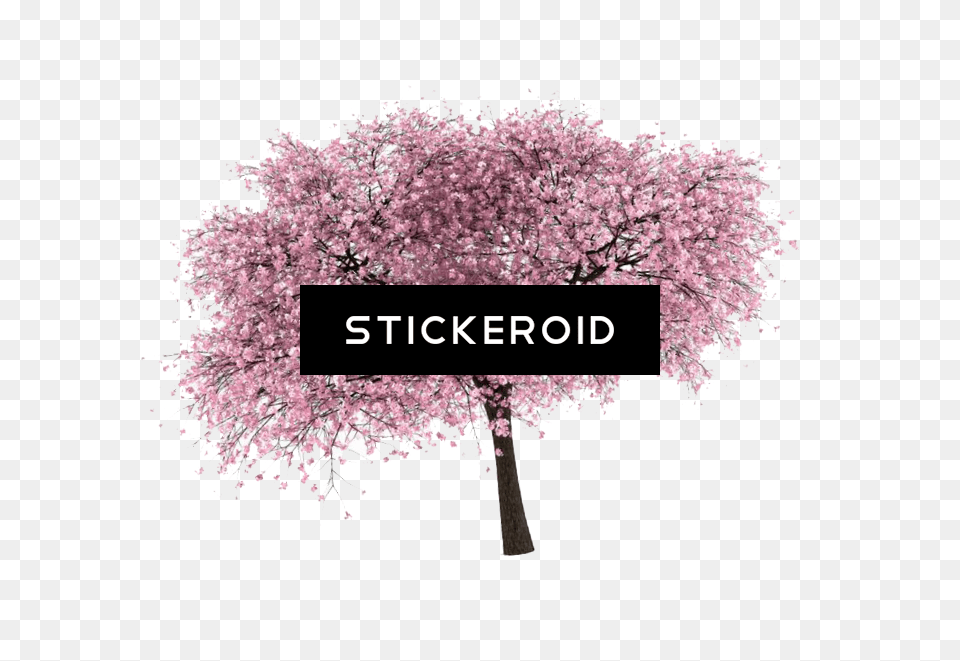 Cherry Blossom Cherry Blossom, Flower, Plant, Cherry Blossom Free Png