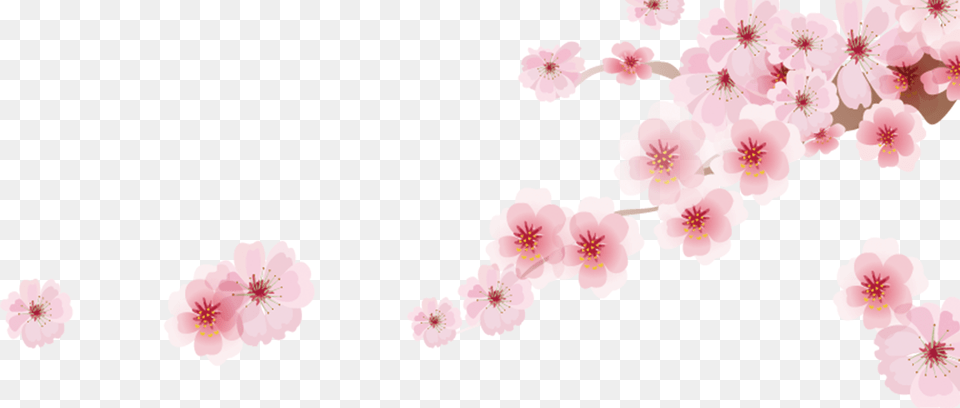 Cherry Blossom Cherry Blossom, Cherry Blossom, Flower, Plant Png