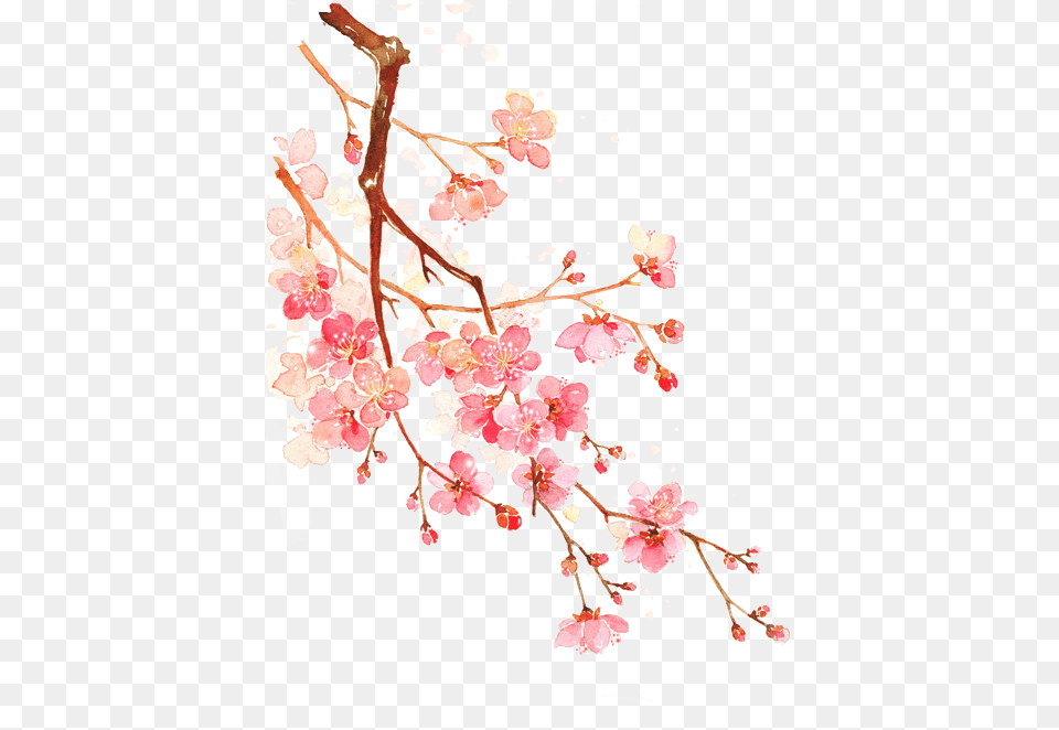 Cherry Blossom Cherry Blossom Cherry Blossoms, Flower, Plant, Cherry Blossom Png Image