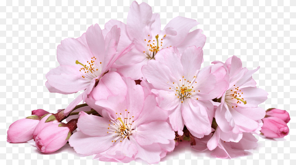 Cherry Blossom Cherry Blossom Flower, Plant, Cherry Blossom, Geranium, Petal Free Png Download