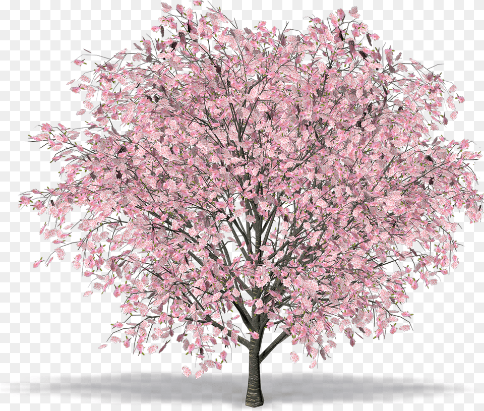 Cherry Blossom Cherry Tree 3d Model, Flower, Plant, Cherry Blossom Free Png