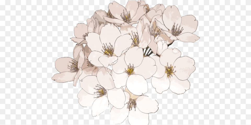 Cherry Blossom Clipart Aesthetic Flowers Drawing, Flower, Plant, Art, Chandelier Png Image