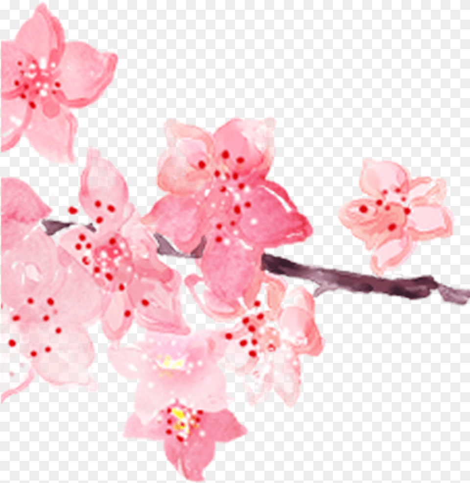 Cherry Blossom Clipart Watercolor Watercolor Cherry Blossom, Flower, Plant, Cherry Blossom, Petal Png Image