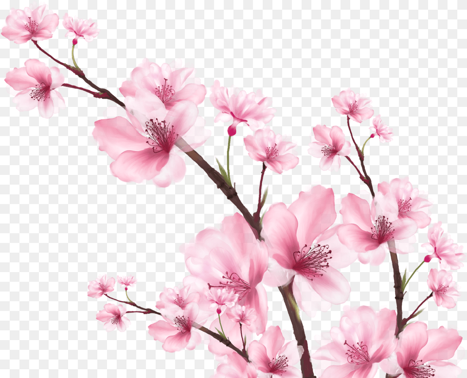 Cherry Blossom Digital Watercolor By Judy Valeria Barona Cherry Blossom, Flower, Plant, Geranium, Petal Png Image