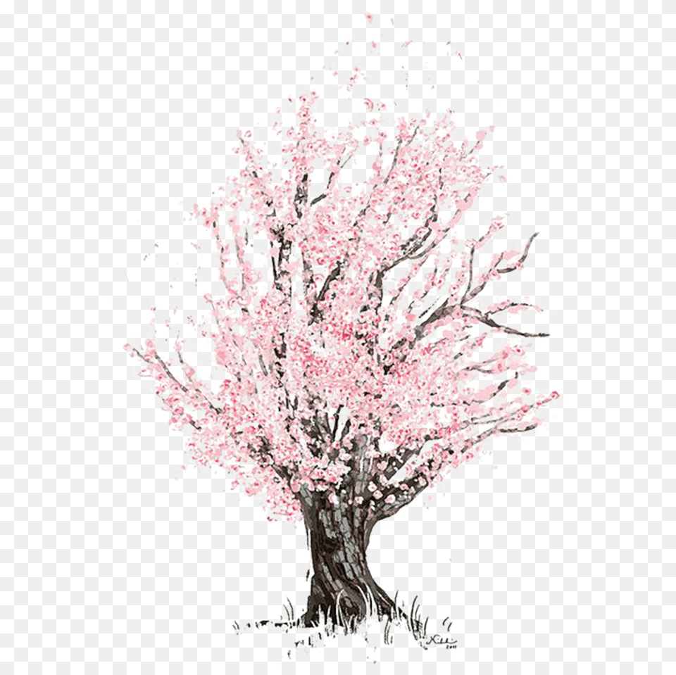 Cherry Blossom Drawing, Flower, Plant, Cherry Blossom, Chandelier Png Image
