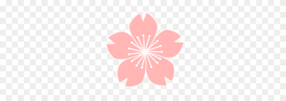 Cherry Blossom Drawing Flower, Anther, Petal, Plant, Cherry Blossom Free Png