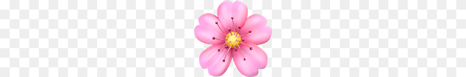 Cherry Blossom Emoji On Apple Ios, Anther, Flower, Petal, Plant Free Png Download