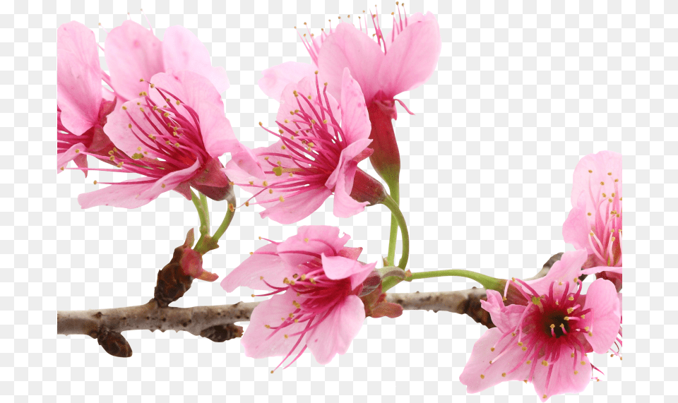 Cherry Blossom Extract Bio Cellulose Mask Sakura Flower, Plant, Pollen, Petal, Anther Png Image