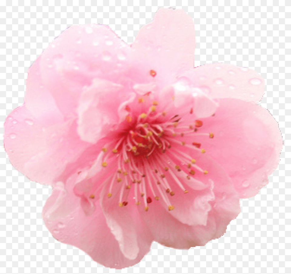 Cherry Blossom Flower 1 Flower Cherry Blossom, Petal, Plant, Cherry Blossom Free Transparent Png