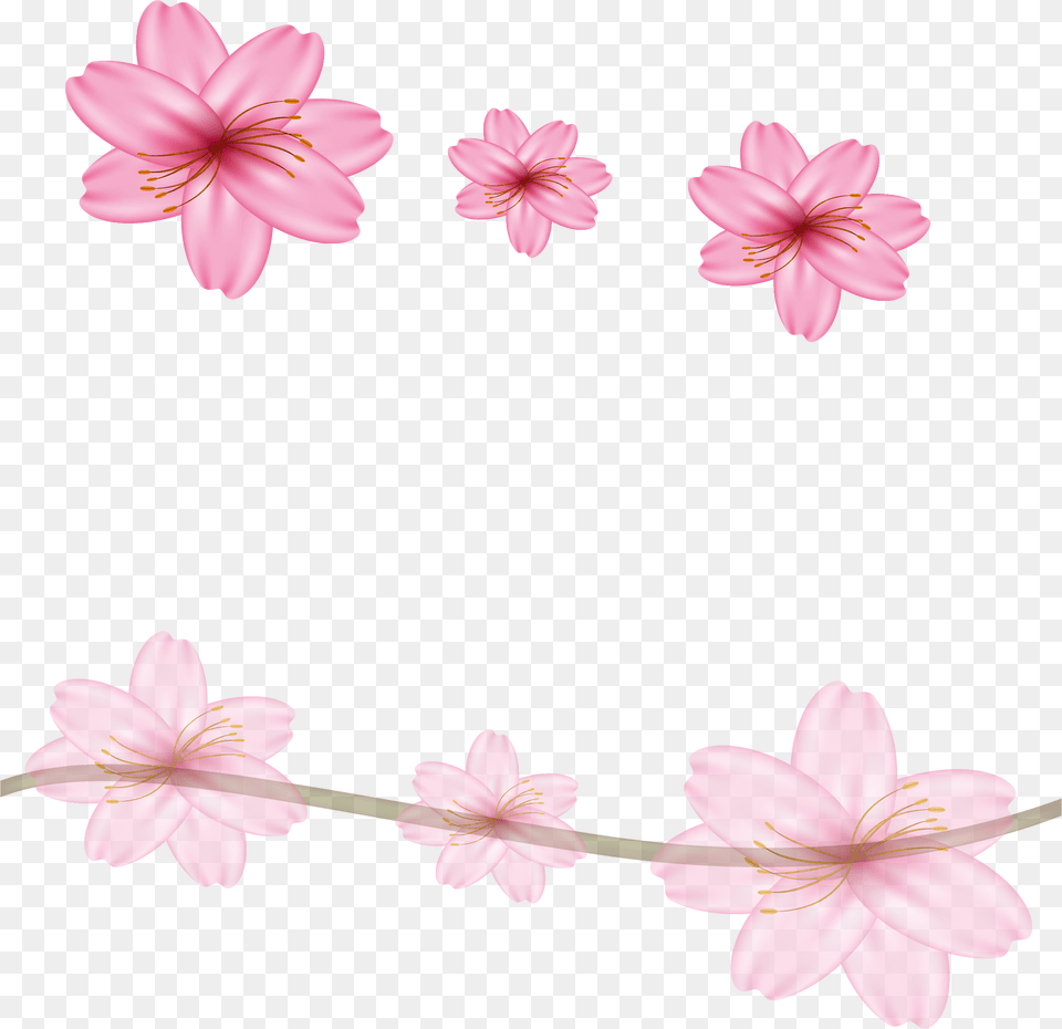 Cherry Blossom Flower Border Designs, Dahlia, Petal, Plant, Daisy Png