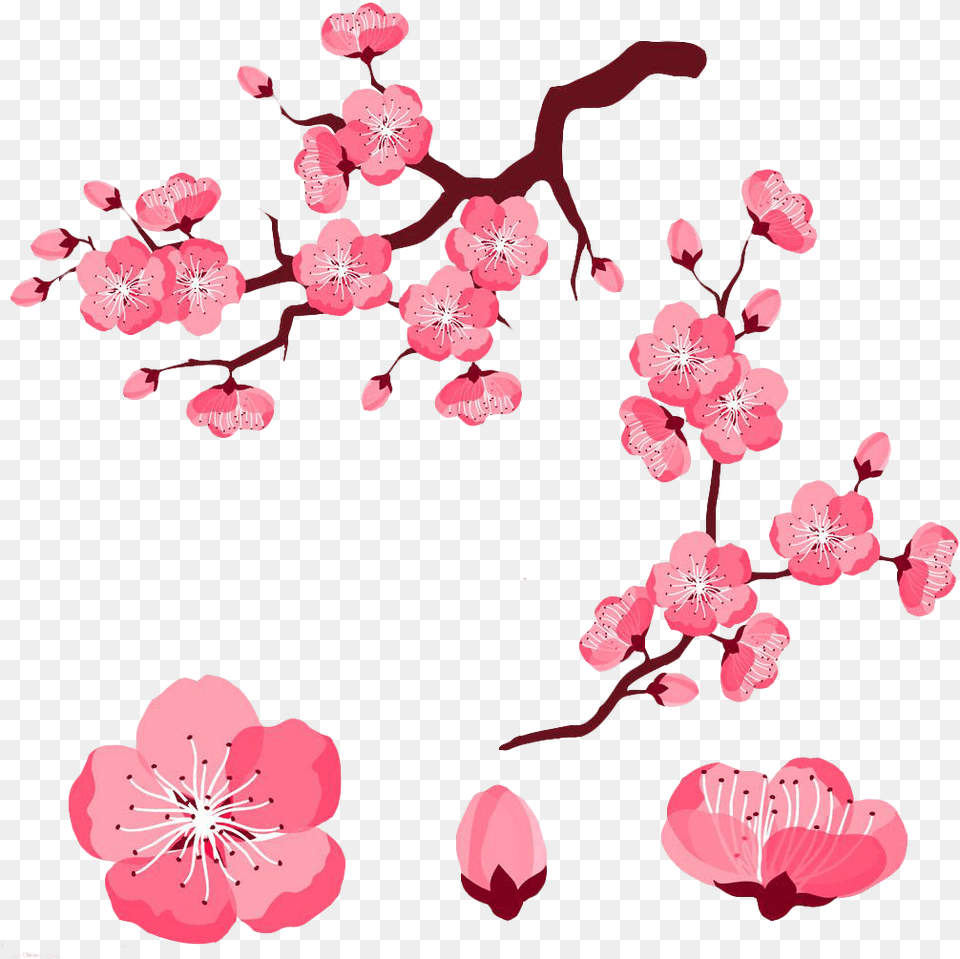 Cherry Blossom Flower Cartoon Image Sakura Flower Cartoon Cherry Blossom Flowers, Plant, Cherry Blossom, Petal Free Png Download