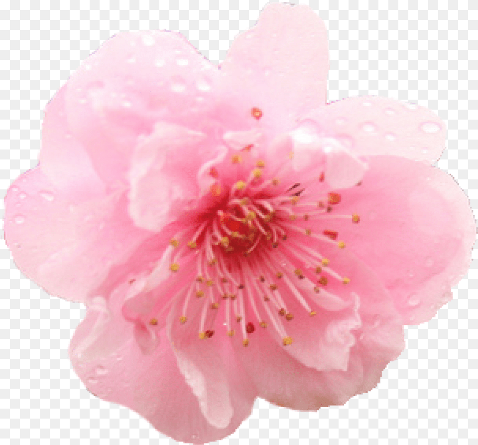 Cherry Blossom Flower Cherry Blossom, Petal, Plant, Cherry Blossom, Anemone Free Png