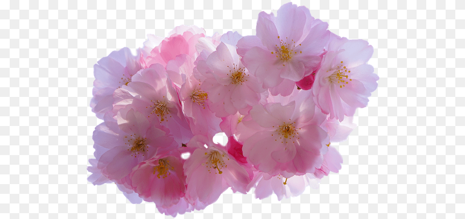 Cherry Blossom Flower Cherry Blossom Anime Flowers Plant, Geranium, Petal, Cherry Blossom Free Transparent Png