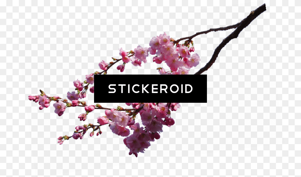 Cherry Blossom Flower Cherry Blossom Branch, Plant, Cherry Blossom Free Png Download