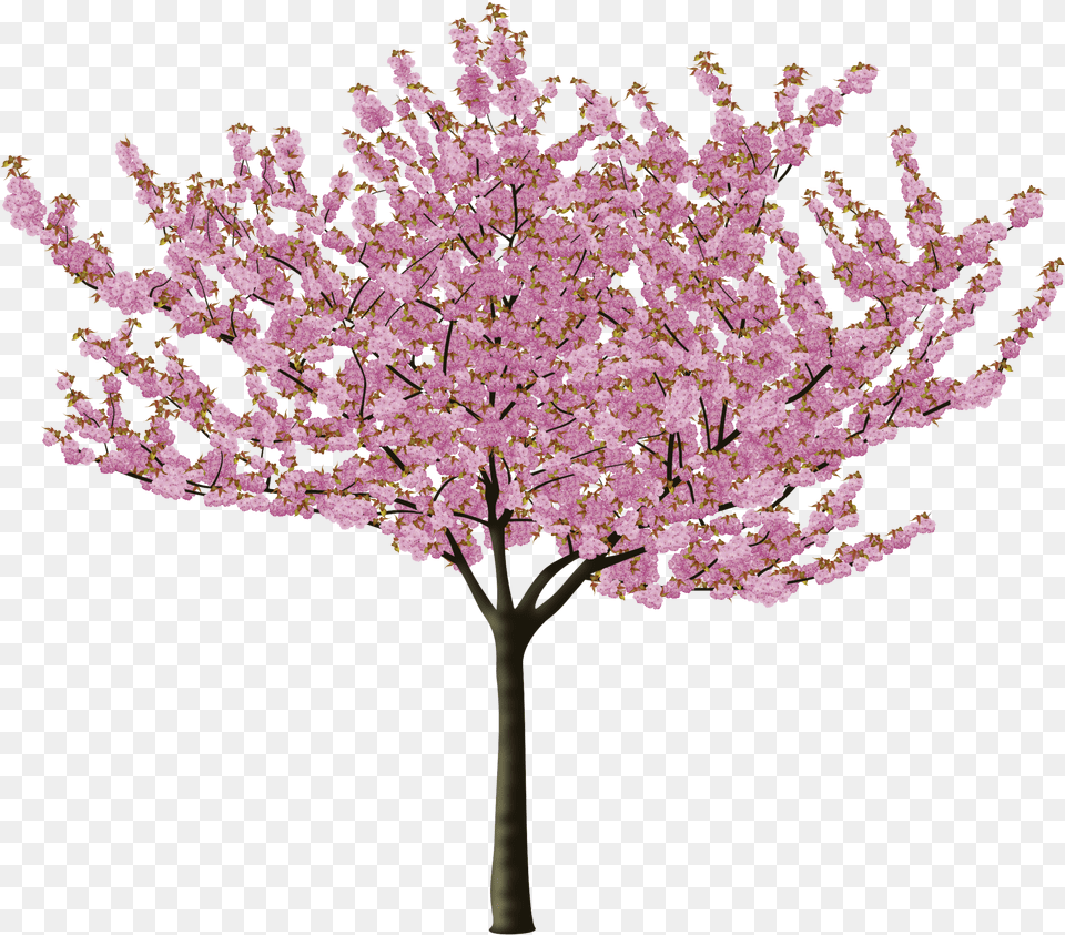 Cherry Blossom Flower Cherry Blossom Tree, Plant, Cherry Blossom Free Transparent Png