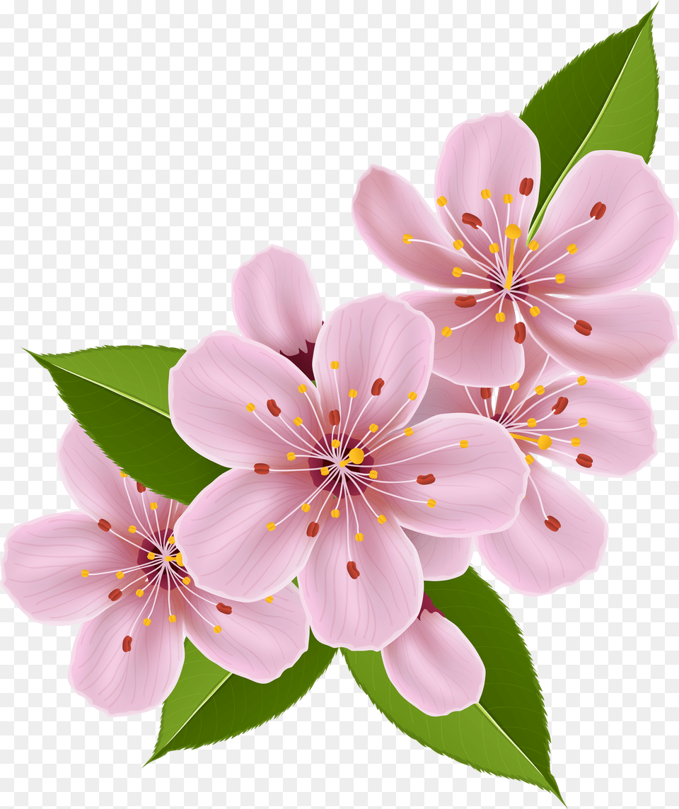 Cherry Blossom Flower Clipart Free Png Download