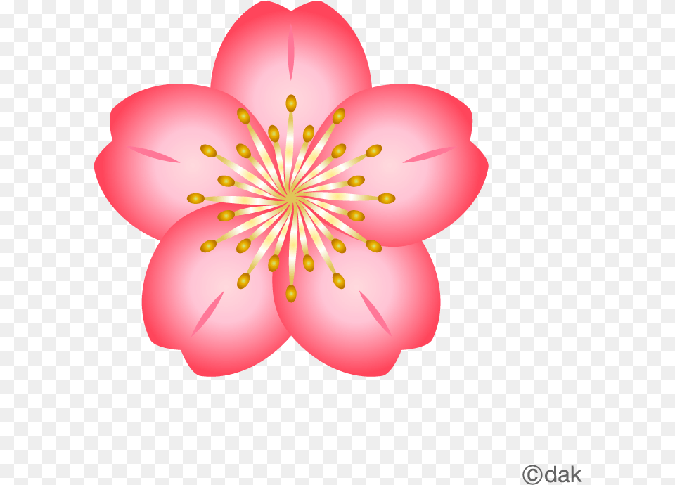 Cherry Blossom Flower Clipart, Anther, Petal, Plant, Anemone Free Png Download