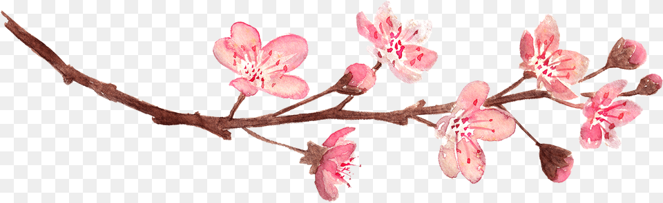 Cherry Blossom Flower Divider Clipart, Petal, Plant, Cherry Blossom Png