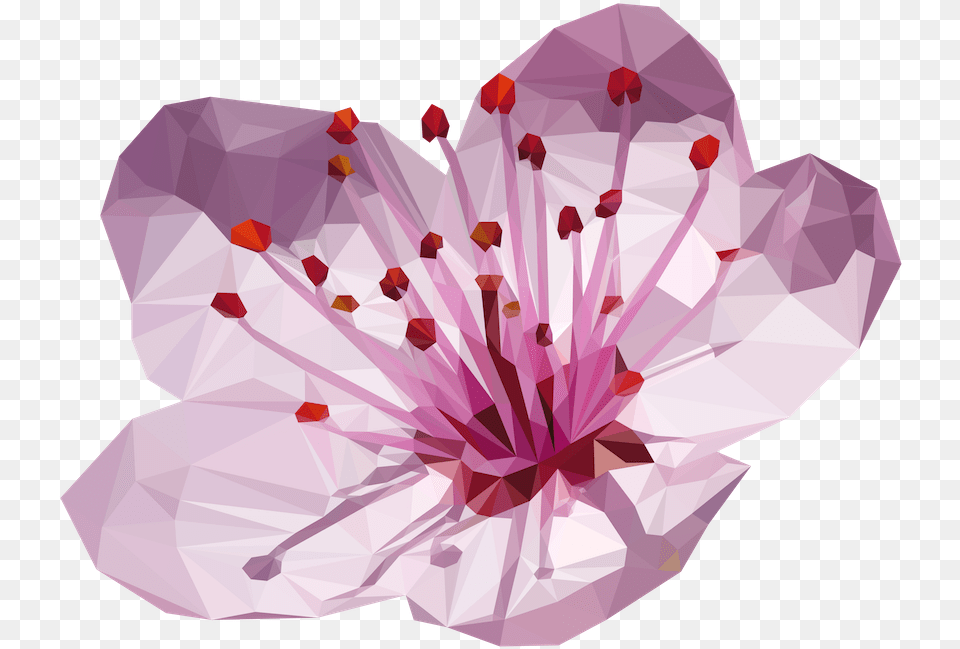 Cherry Blossom Flower Made Up Of 932 Triangles Adobe Plum Blossom Japanese Flowers, Plant, Cherry Blossom, Petal, Person Free Png