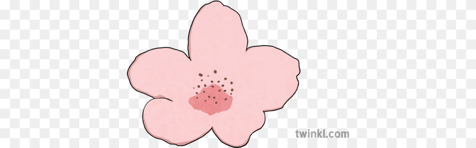 Cherry Blossom Flower Object Plant Hanami Sakura Cosmos, Petal, Anemone, Cherry Blossom, Baby Free Png
