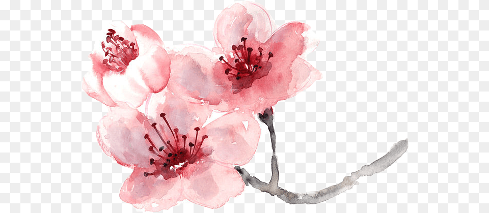Cherry Blossom Flower Painting Flower Cherry Blossom, Plant, Cherry Blossom Free Png