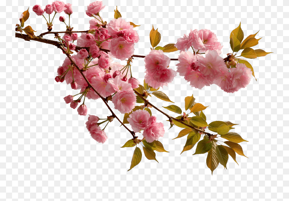 Cherry Blossom Flower Peach Real Sakura Flower, Petal, Plant, Geranium, Cherry Blossom Free Png Download