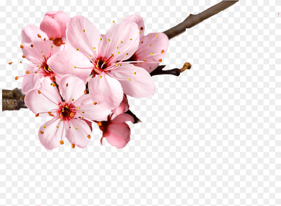 Cherry Blossom Flower Petal, Plant, Pollen, Cherry Blossom, Geranium Free Png Download