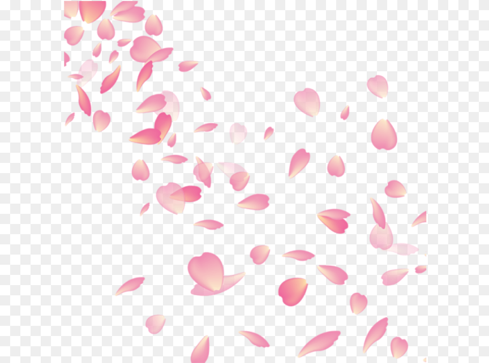 Cherry Blossom Flower Petal, Plant, Baby, Person, Face Png