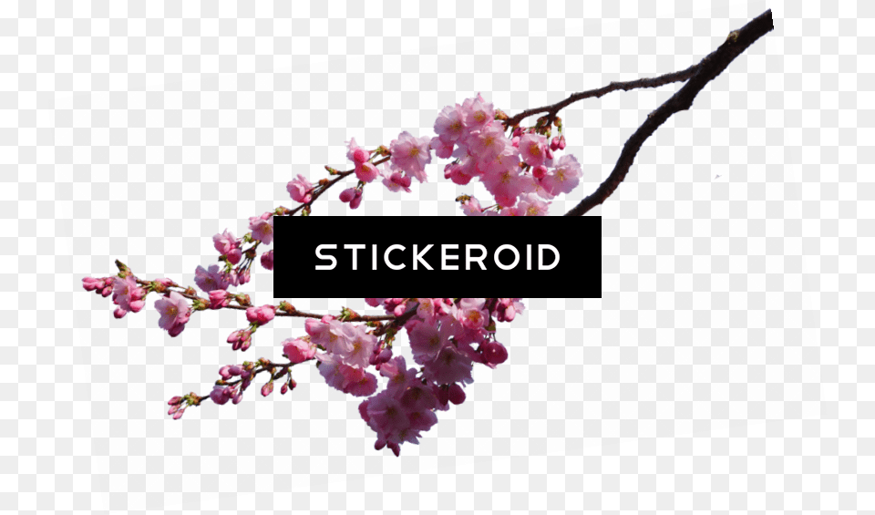 Cherry Blossom Flower Real Cherry Blossom, Plant, Cherry Blossom Free Png Download