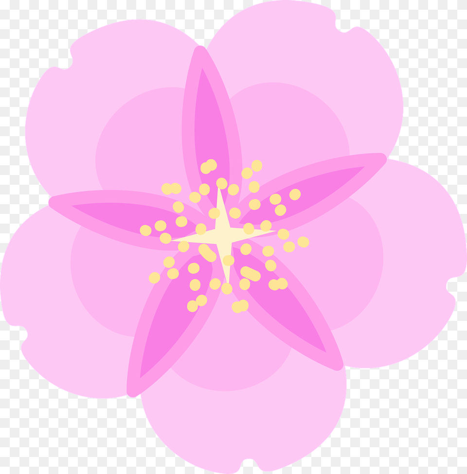 Cherry Blossom Flower Spring Free Vector Graphic On Pixabay Illustration, Anemone, Anther, Petal, Plant Png