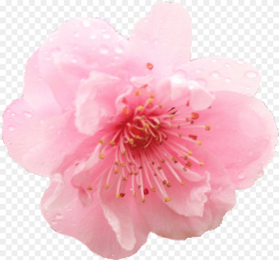 Cherry Blossom Flower Transparent Cherry Blossom Flower, Petal, Plant, Cherry Blossom, Anemone Png