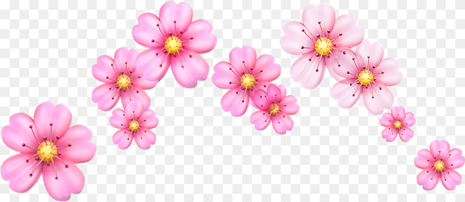 Cherry Blossom Flowers Emoji Flower Emoji Crown, Anther, Geranium, Petal, Plant Png Image