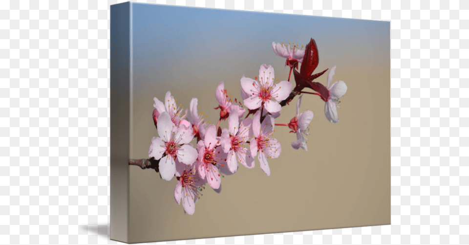 Cherry Blossom Flowers Picture Frame, Flower, Plant, Cherry Blossom Png