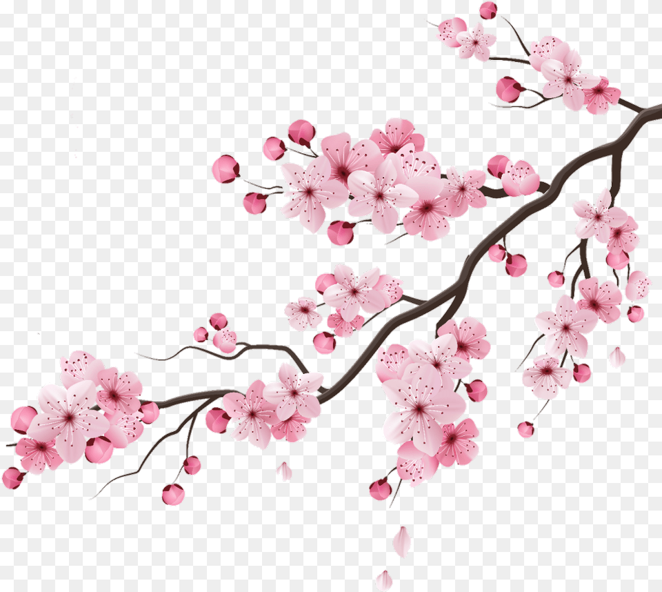 Cherry Blossom Gif Transparent, Cherry Blossom, Flower, Plant, Accessories Free Png Download