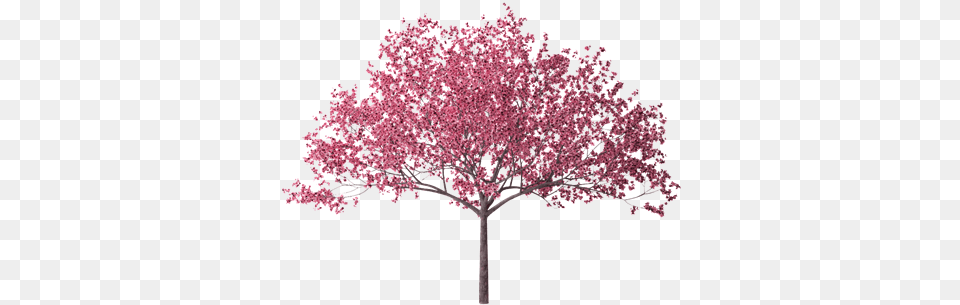 Cherry Blossom Hd Transparent Cherry Tree Blossoms, Flower, Plant, Cherry Blossom Free Png