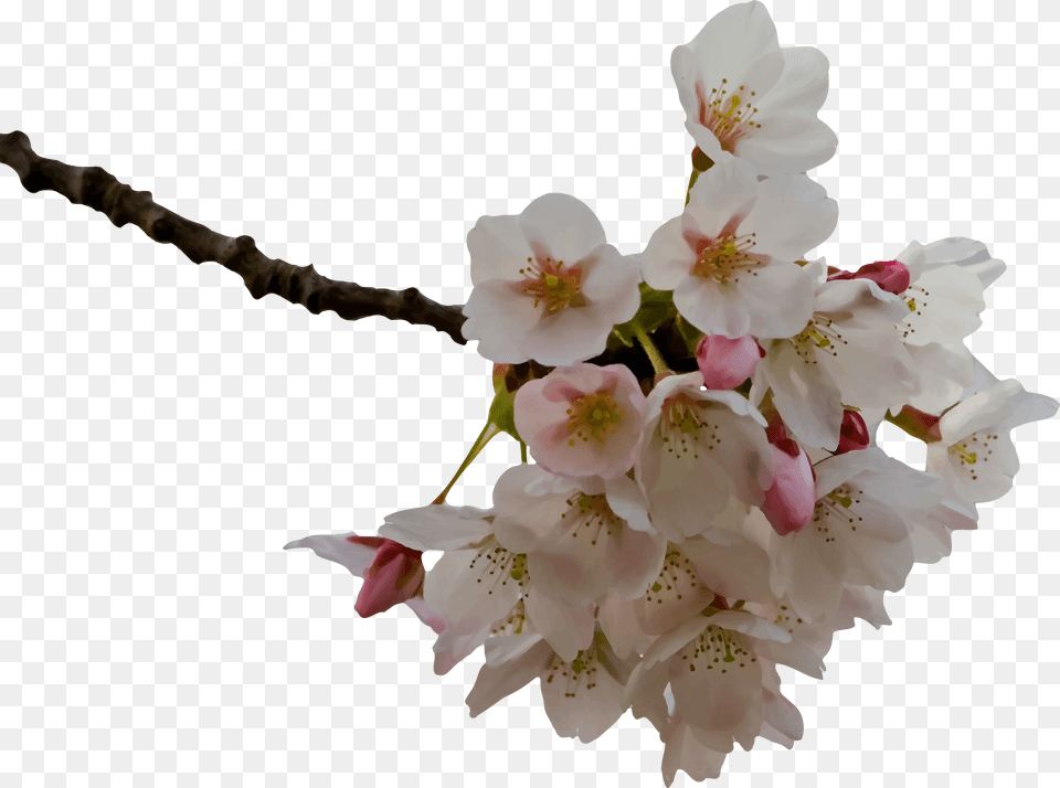 Cherry Blossom Icons, Flower, Plant, Petal, Cherry Blossom Free Png Download