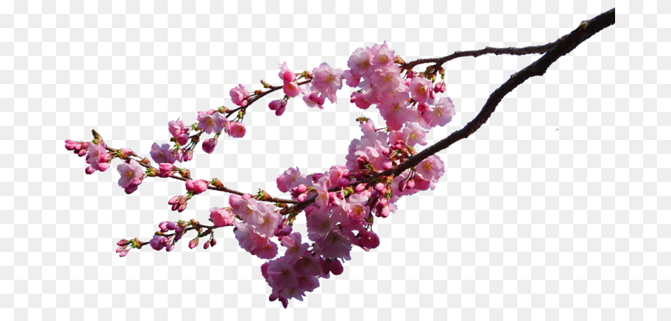 Cherry Blossom Flower, Plant, Petal, Cherry Blossom Png Image