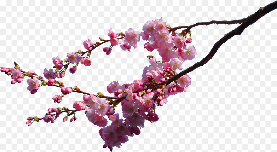 Cherry Blossom Image Cherry Blossom Tree Branch, Flower, Petal, Plant, Cherry Blossom Free Transparent Png